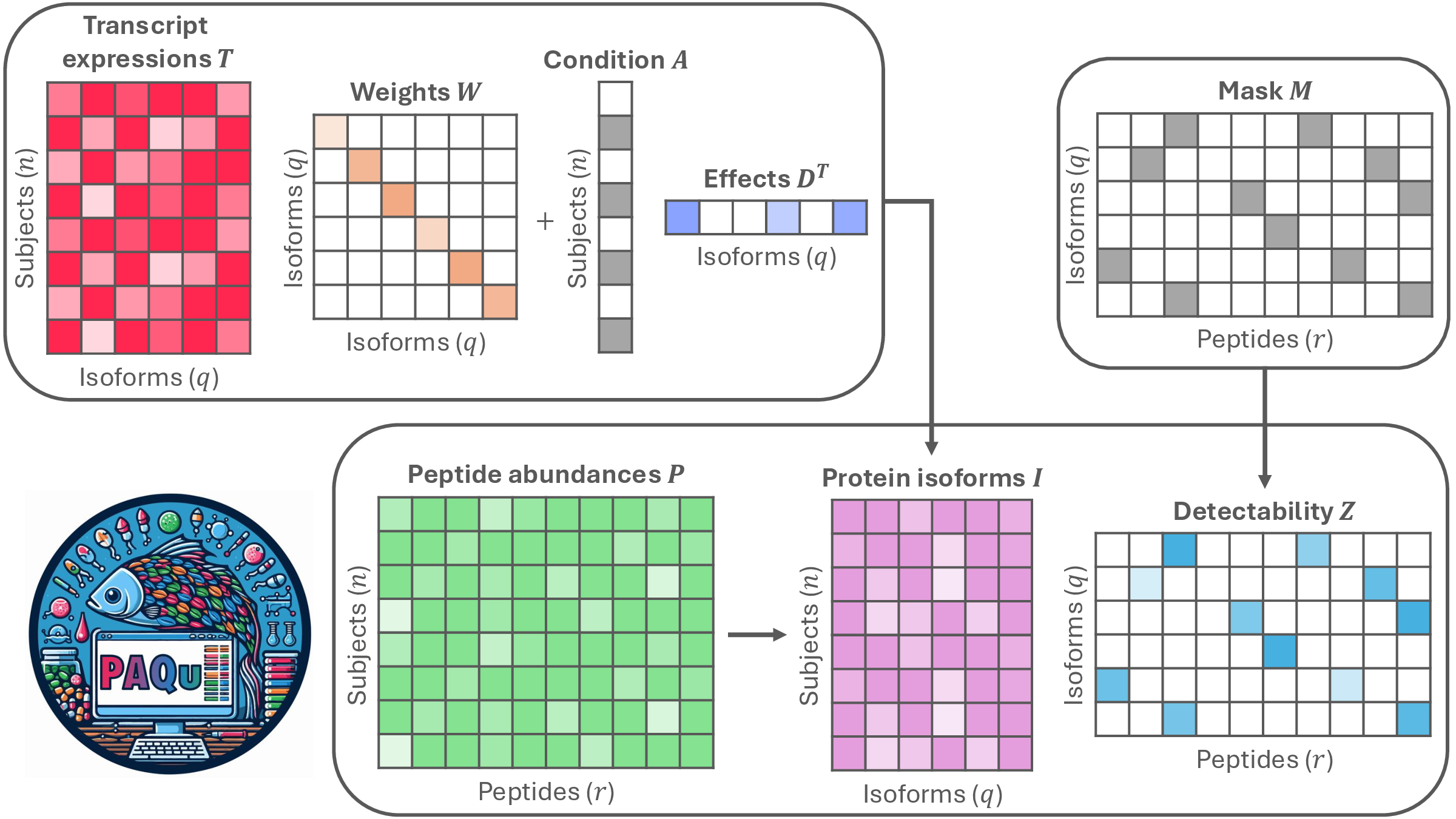 Summary of the PAQu model: inputs are transcript matrix T, condition vector A, detectability mask M, and peptide matrix P; outputs are weights W, condition effects delta, and detectability scores Z.